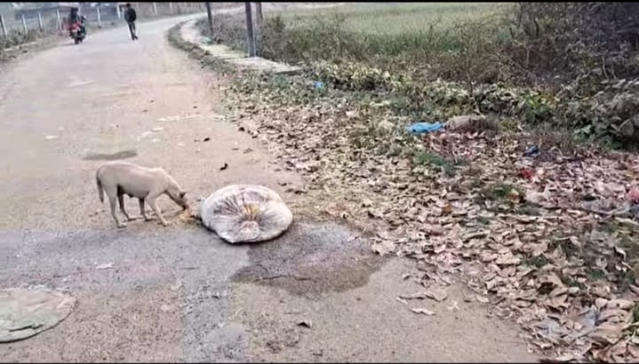 सिद्धार्थनगर–१ रानीगाउँमा फोहोर व्यवस्थापनमा लापरवाही, सडक र नाला दुर्गन्धित